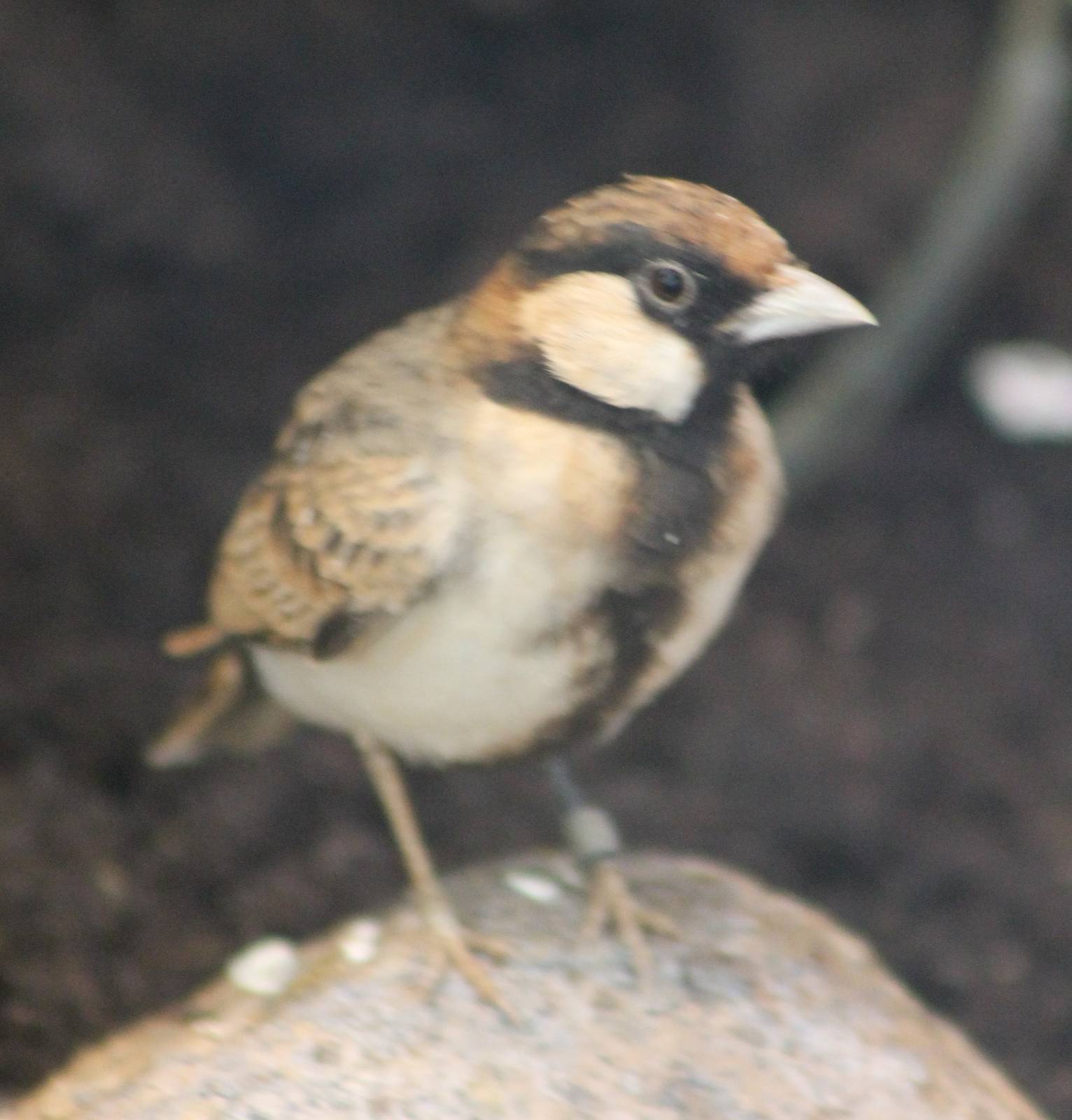 Chestnut-headed sparrow lark