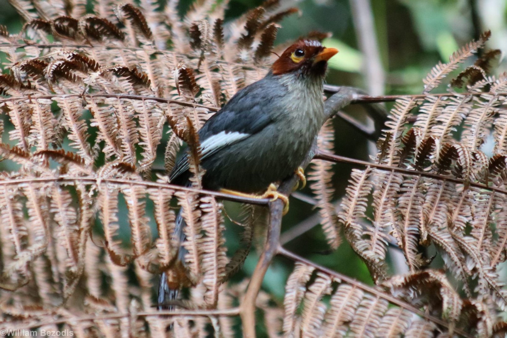 Chestnut-hooded Laughingthrush - Mount Kinabalu
