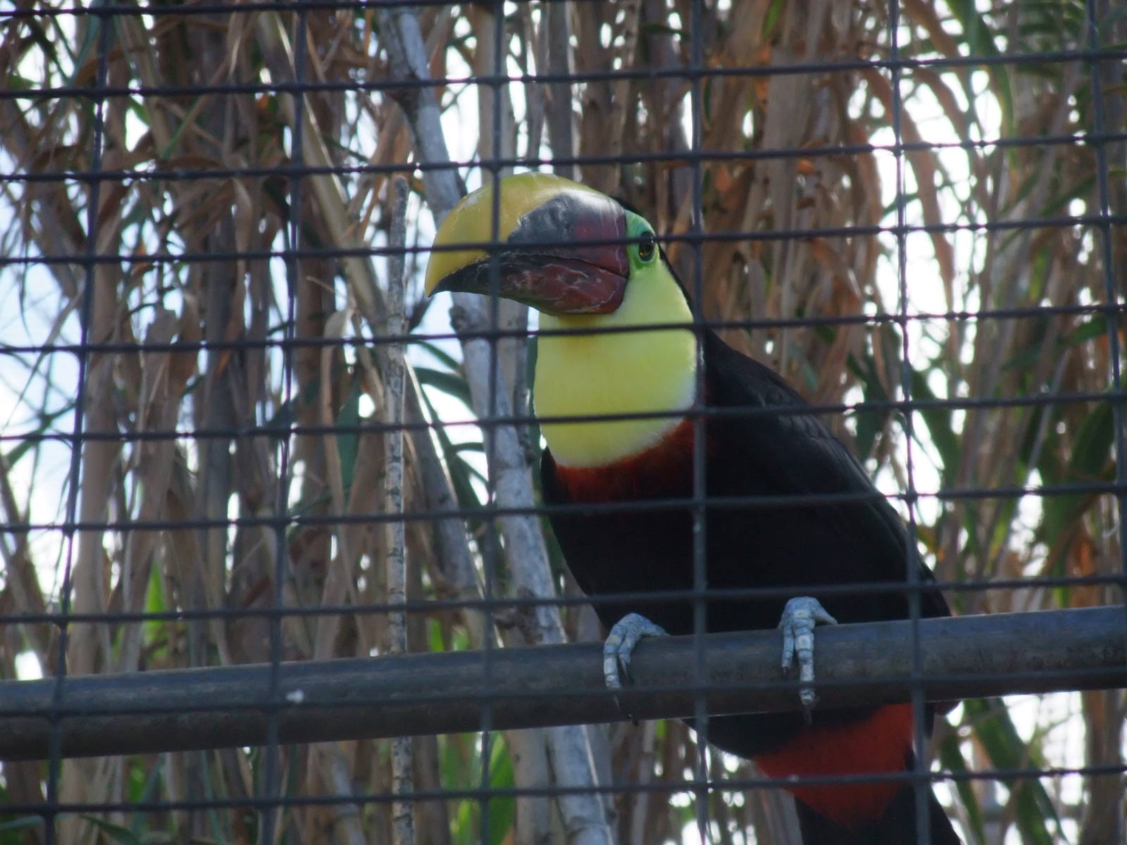 Chestnut-mandibled Toucan at Monkey Park, 09/11/10