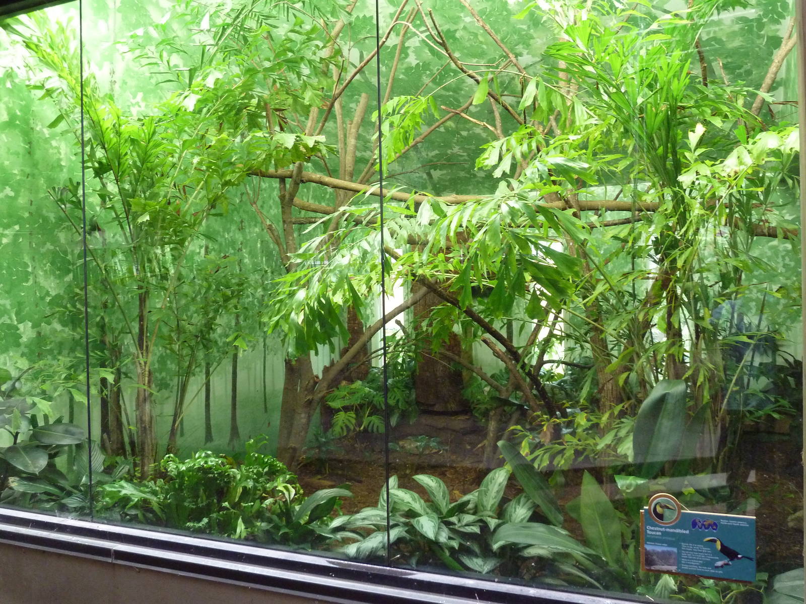 Chestnut-Mandibled Toucan Exhibit