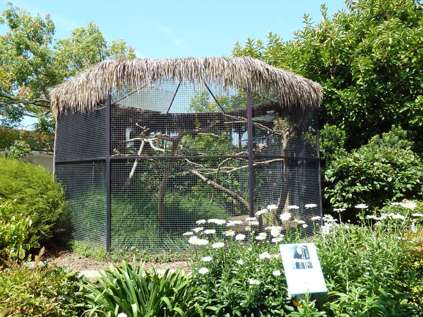 Chestnut-Mandibled Toucan Exhibit