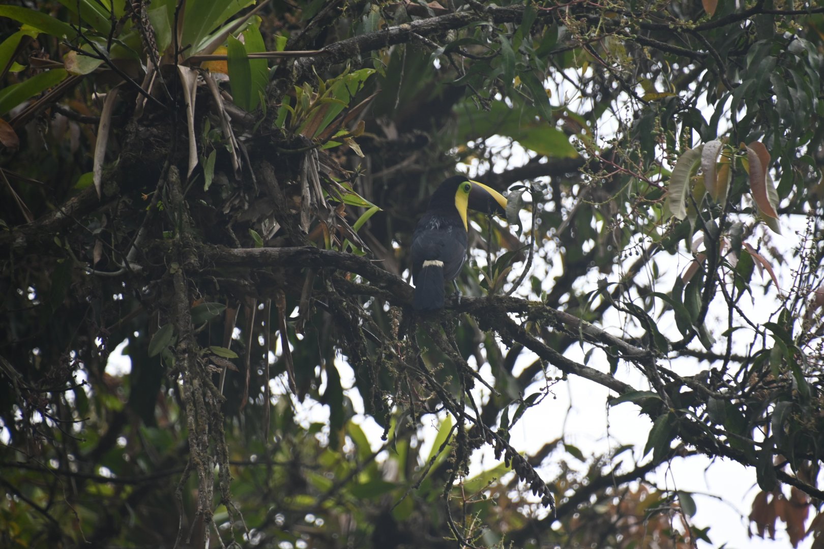 Chestnut-mandibled Toucan (Ramphastos ambiguus swainsonii)