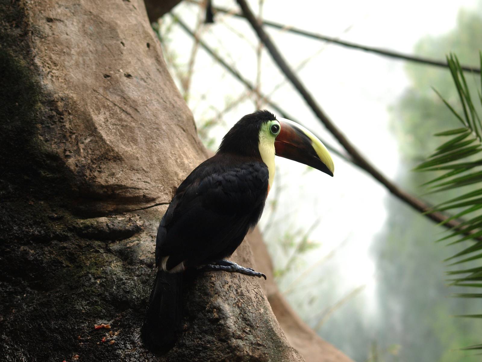 Chestnut-mandibled toucan