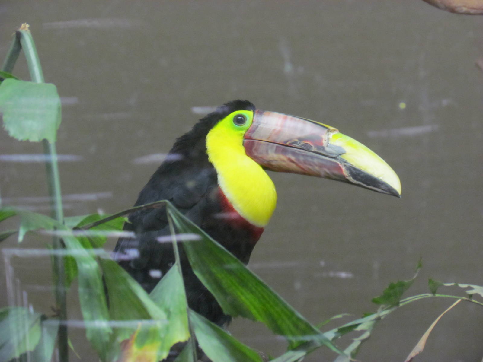 Chestnut-Mandibled Toucan