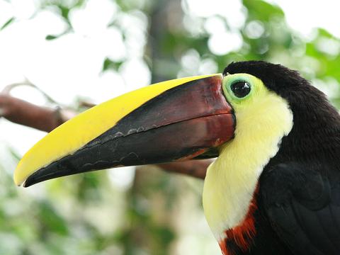 Chestnut-mandibled Toucan