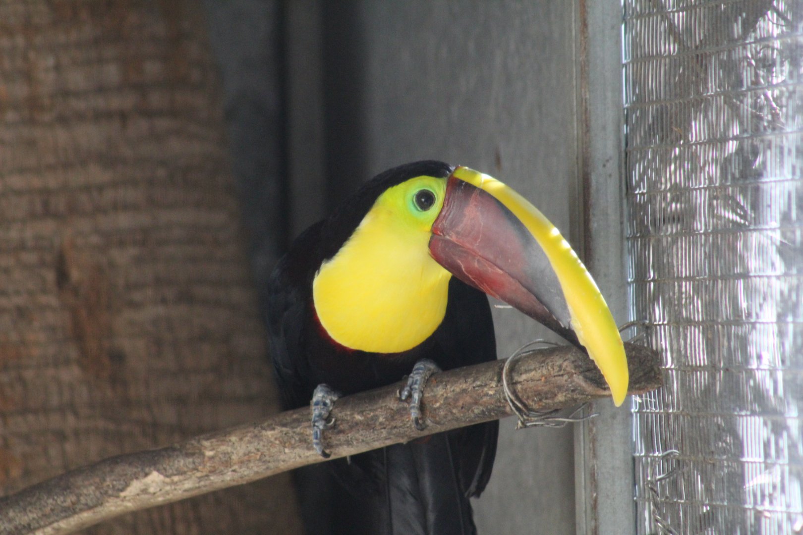 Chestnut-Mandibled Toucan