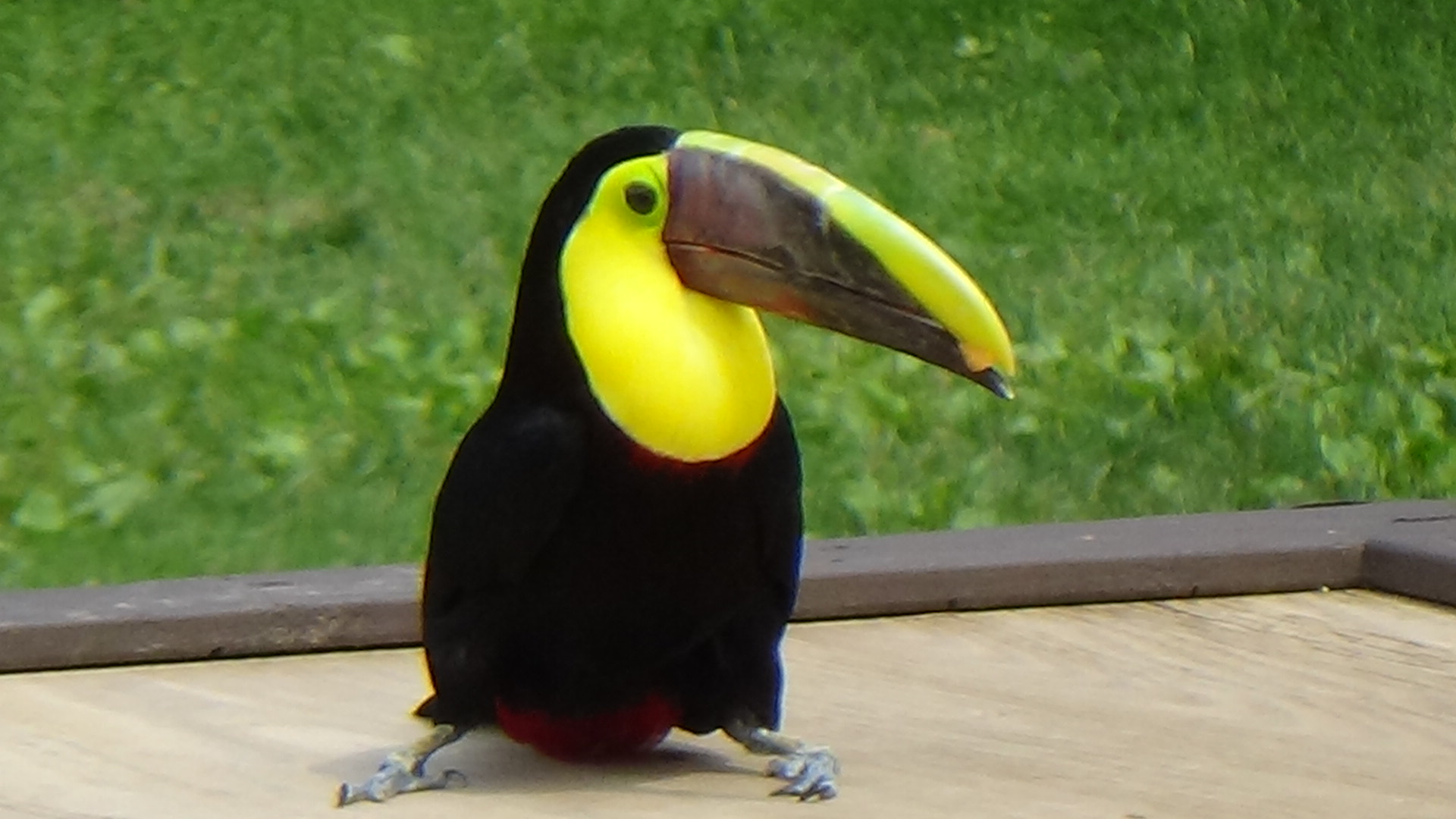 Chestnut-mandibled toucan
