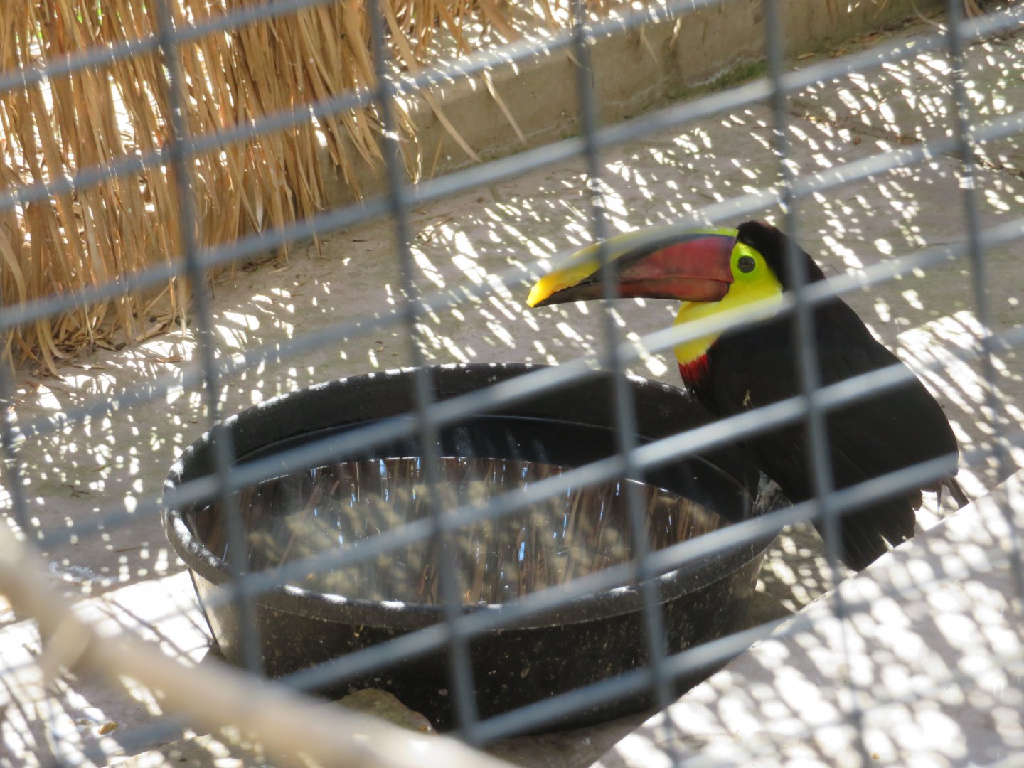 Chestnut-mandibled Toucan