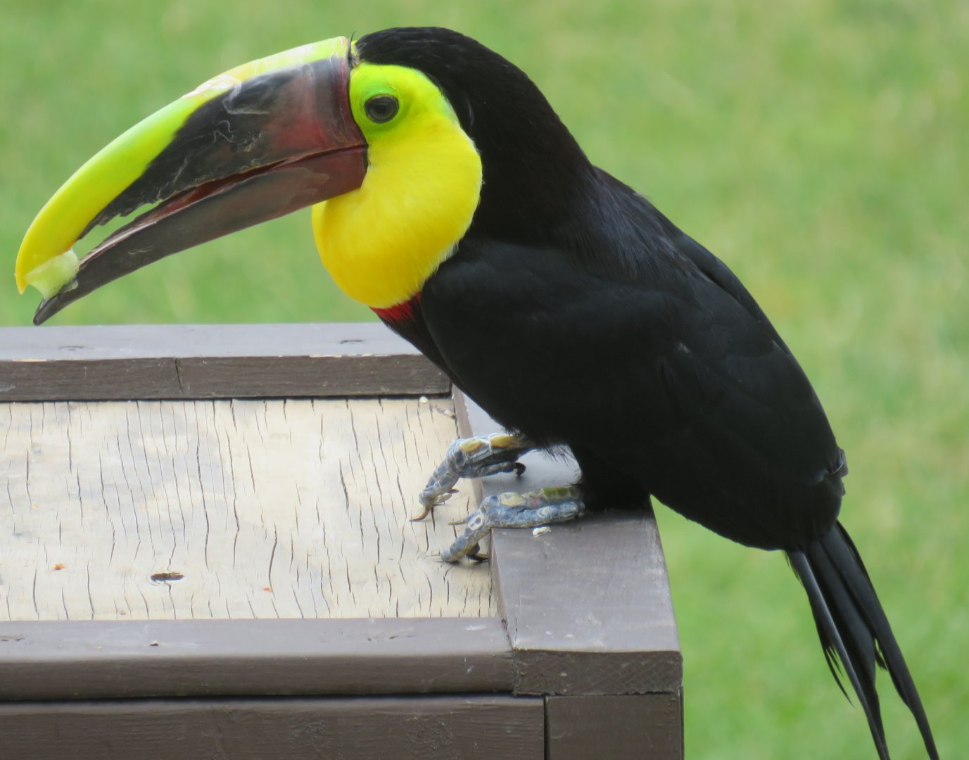 Chestnut-mandibled toucan
