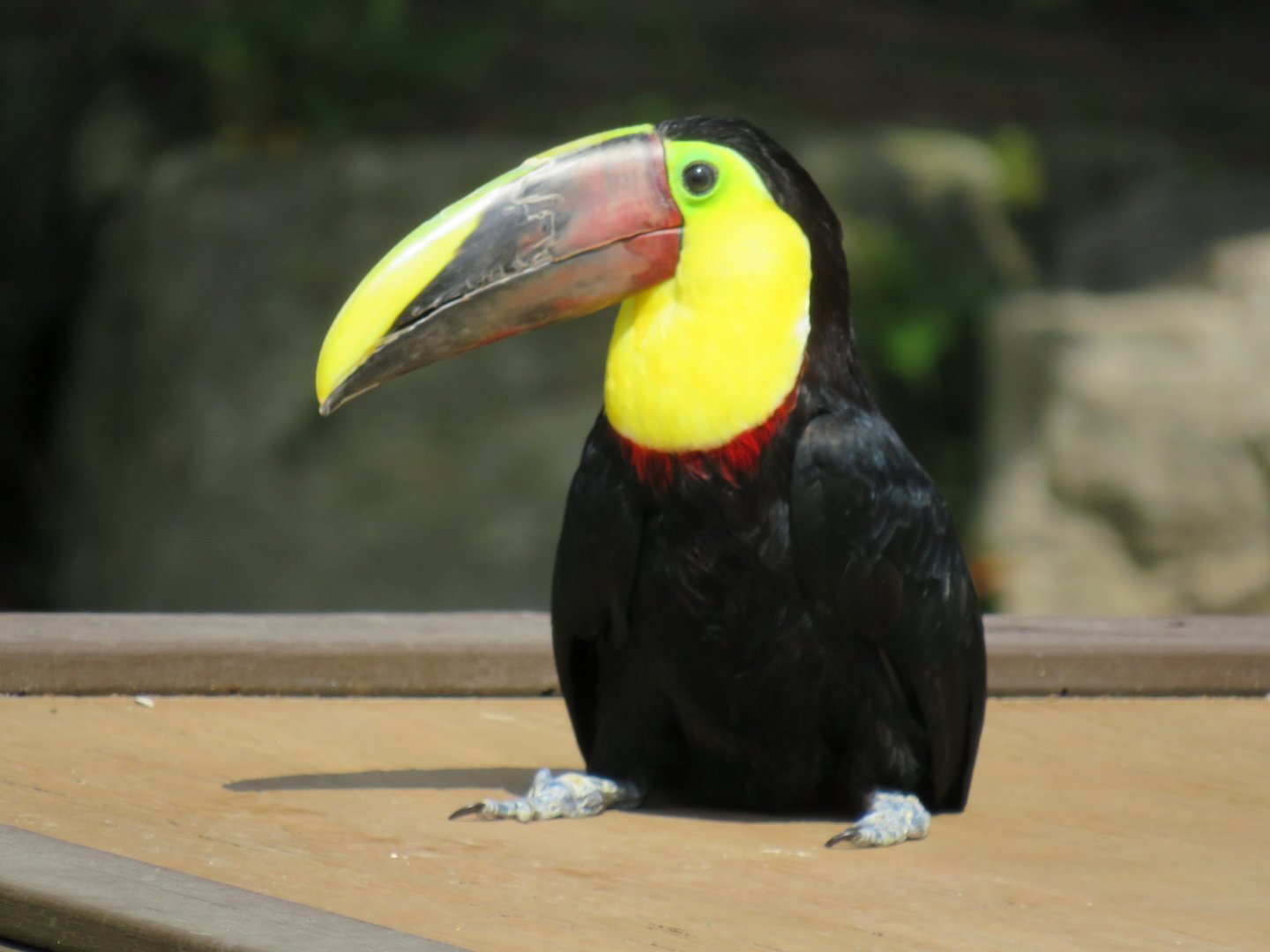 Chestnut-mandibled toucan
