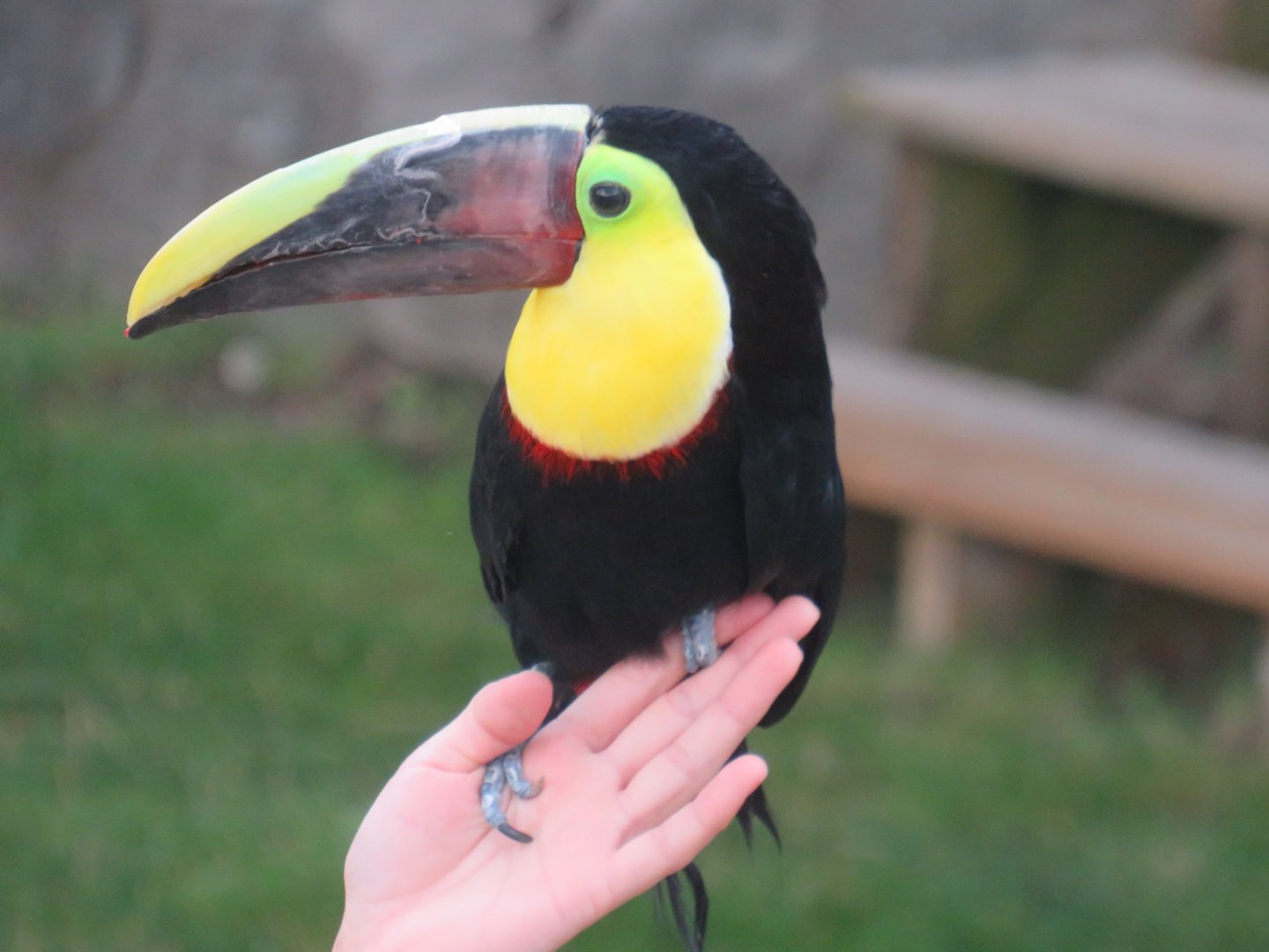 Chestnut-mandibled toucan
