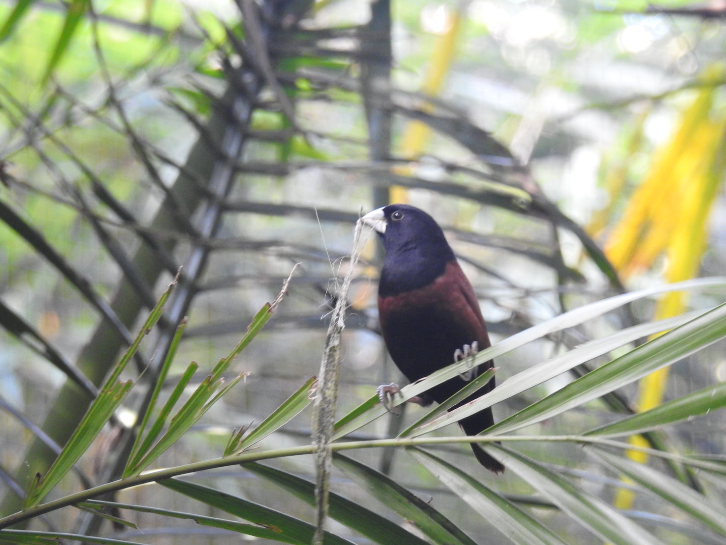 Chestnut Munia