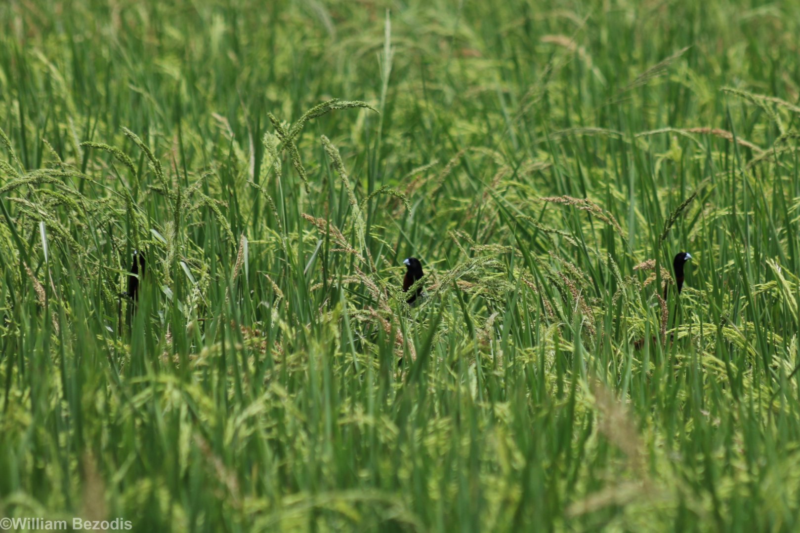 Chestnut Munias in a Sea of Rice - Rice Fields Near Petchaburi