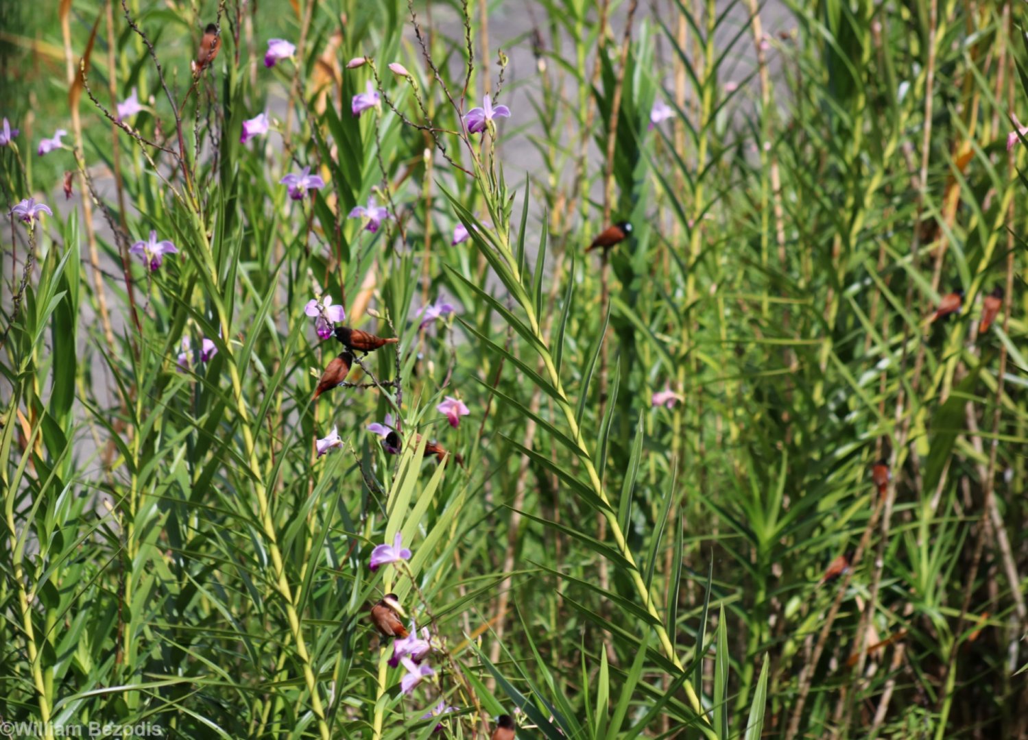 Chestnut Munias in the Orchids - Crocker Range