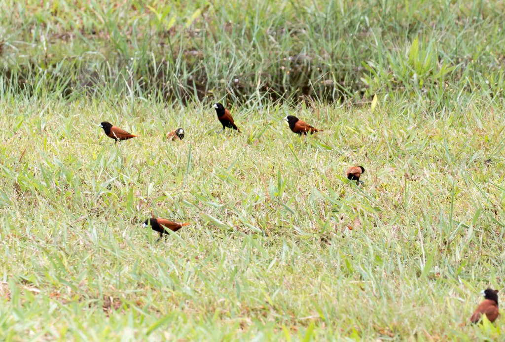 Chestnut Munias