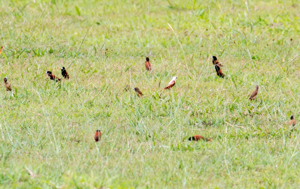 Chestnut Munias