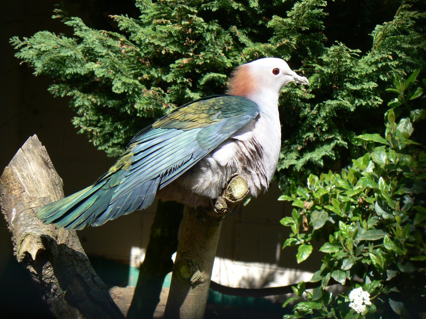 Chestnut-naped Green Imperial-pigeon - 23 April 2017
