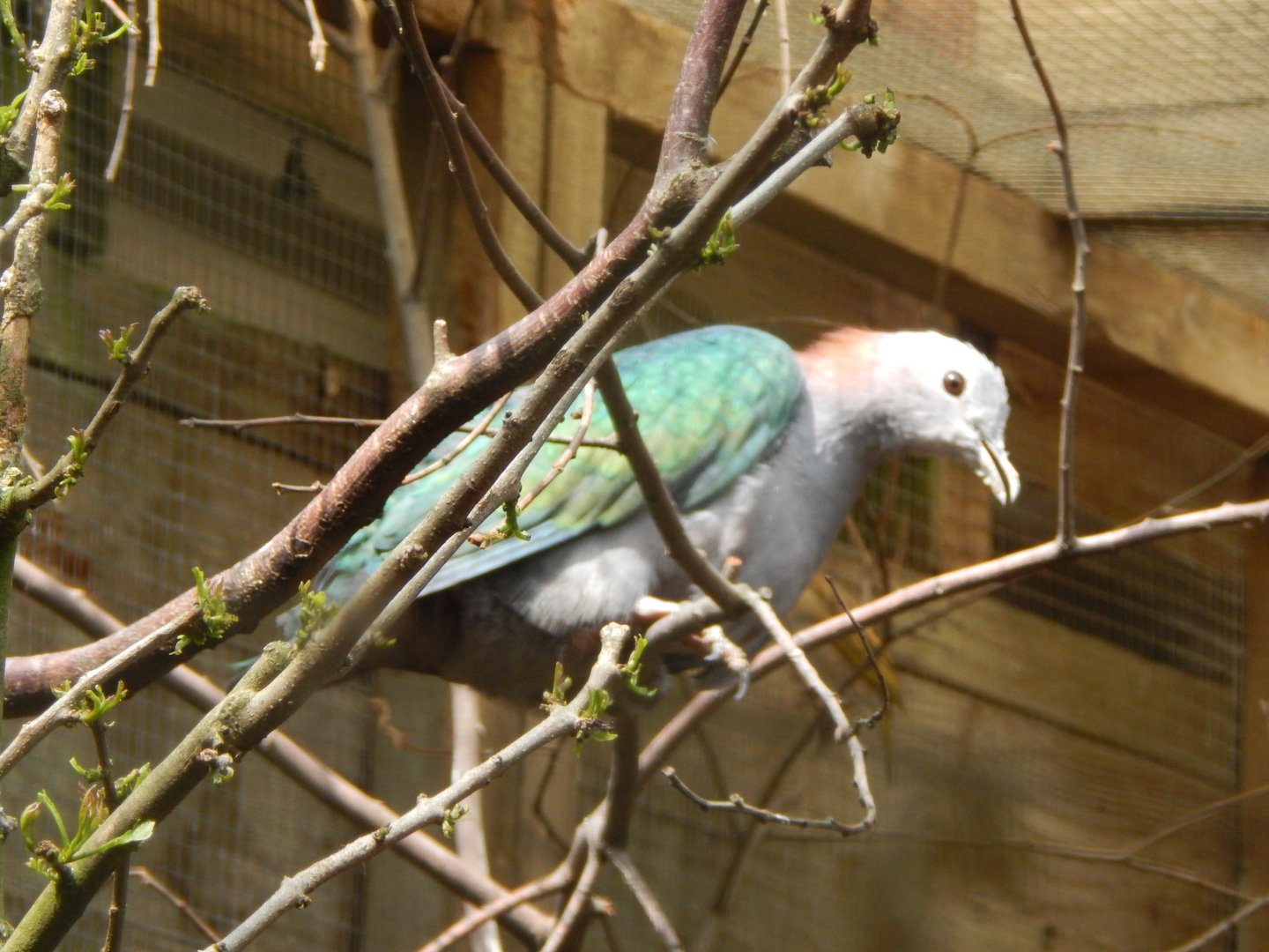 Chestnut-naped imperial pigeon 050625