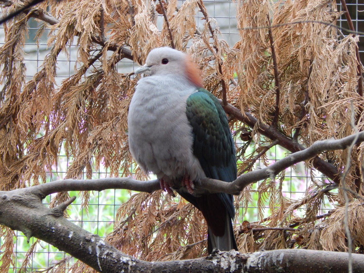 Chestnut-naped imperial pigeon 150522