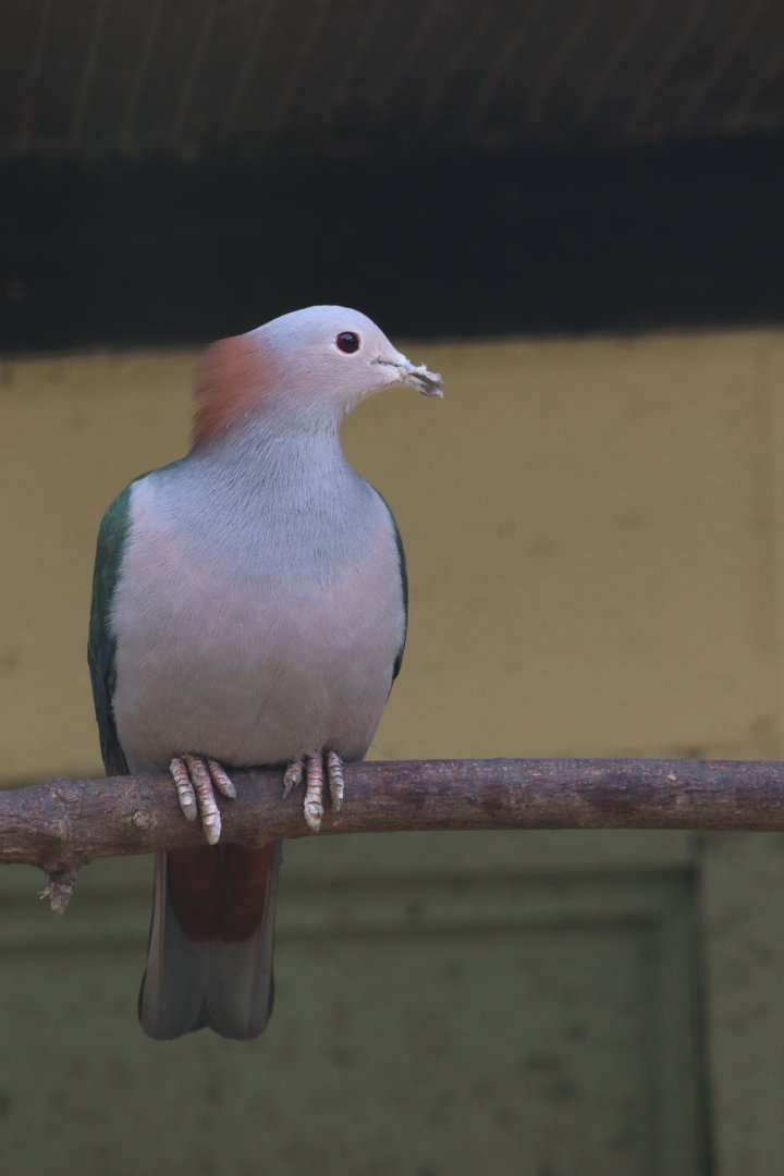 Chestnut-naped imperial pigeon - 20 April 2022