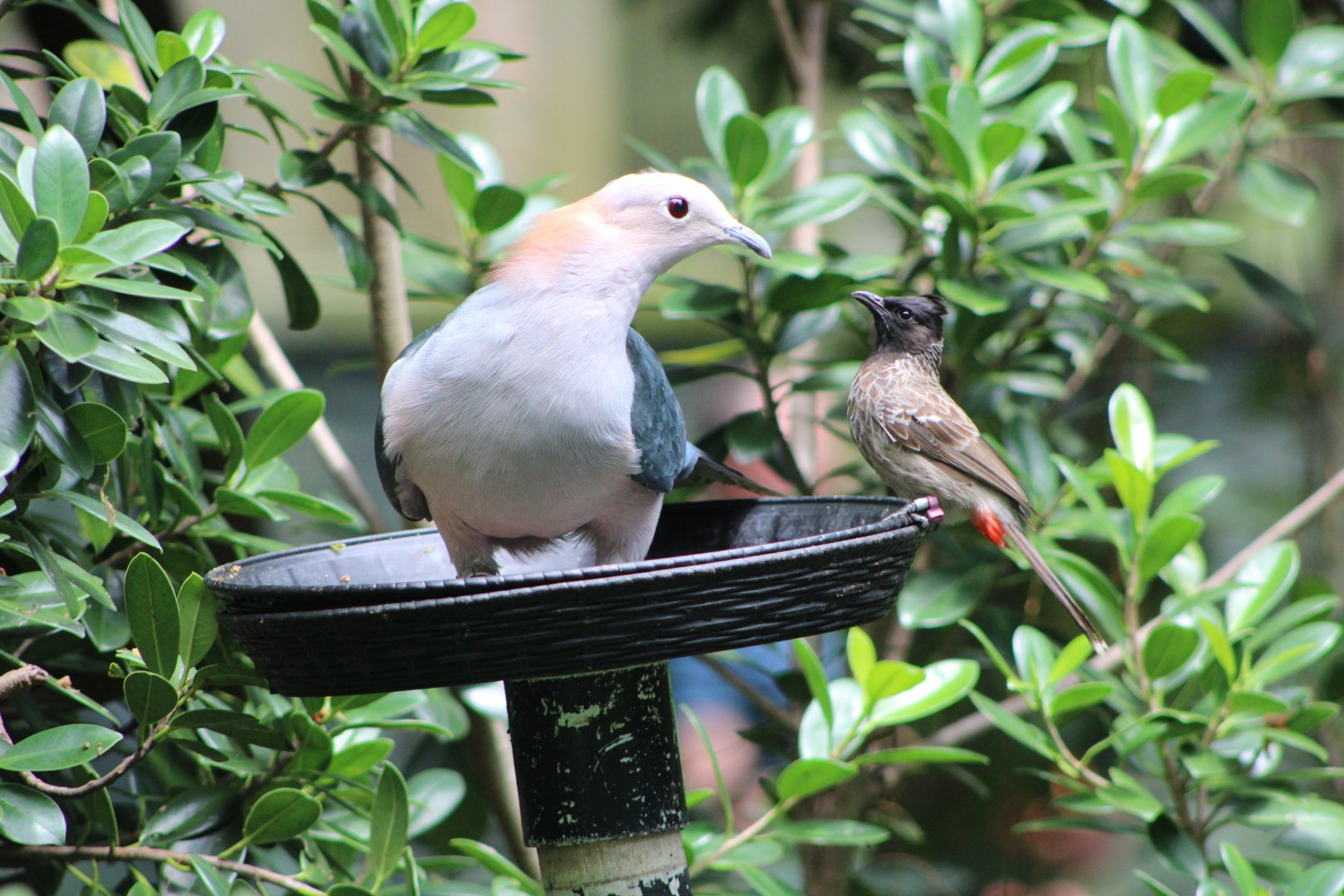 Chestnut-Naped Imperial Pigeon (D. a. paulina) + Red-Vented Bulbul (P. cafer)