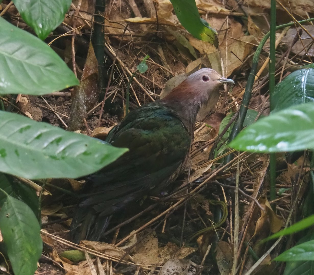 Chestnut-naped imperial pigeon (Ducula aenea paulina), 2023-10-07