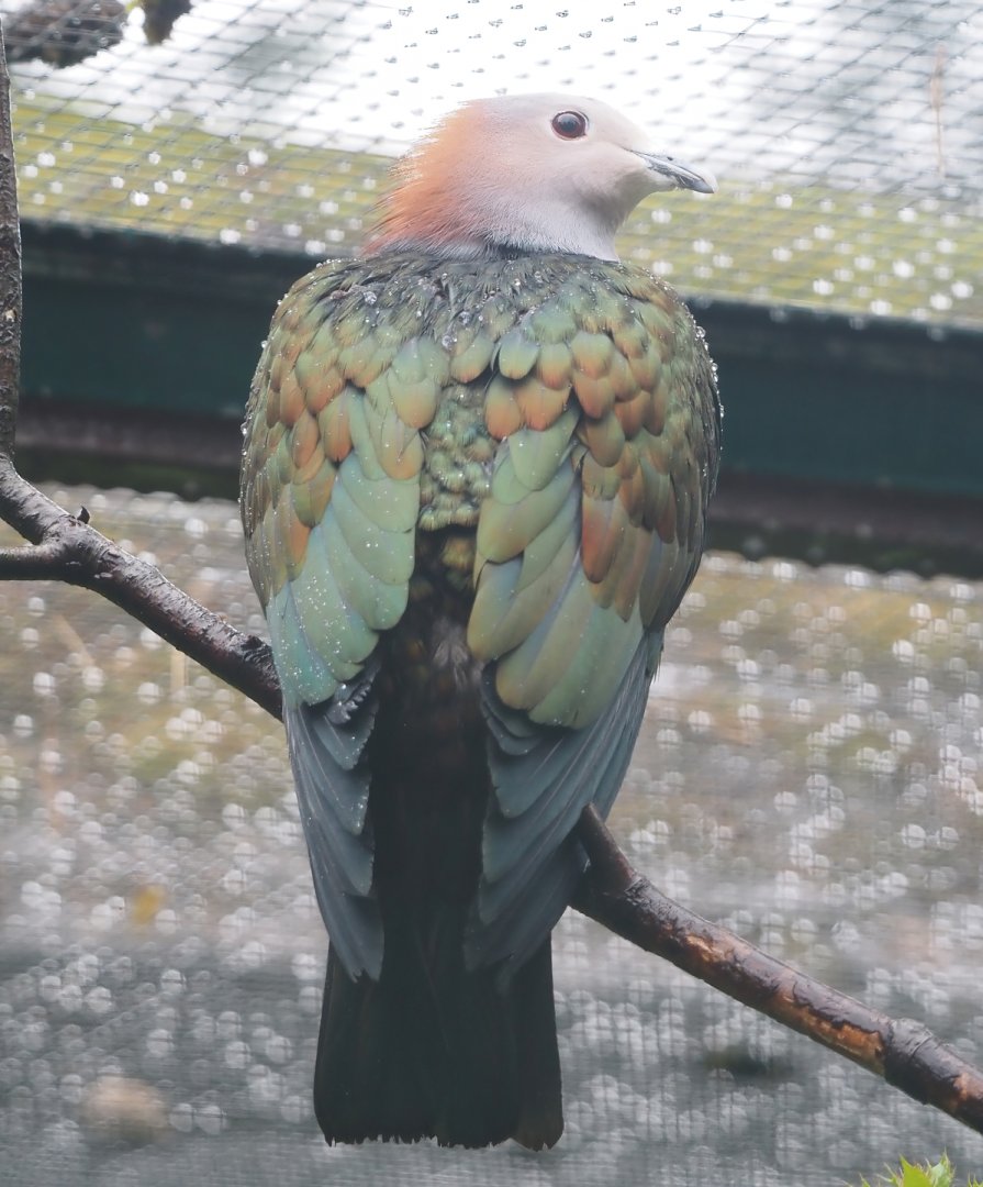 Chestnut-naped imperial pigeon (Ducula aenea paulina), 2024-05-22