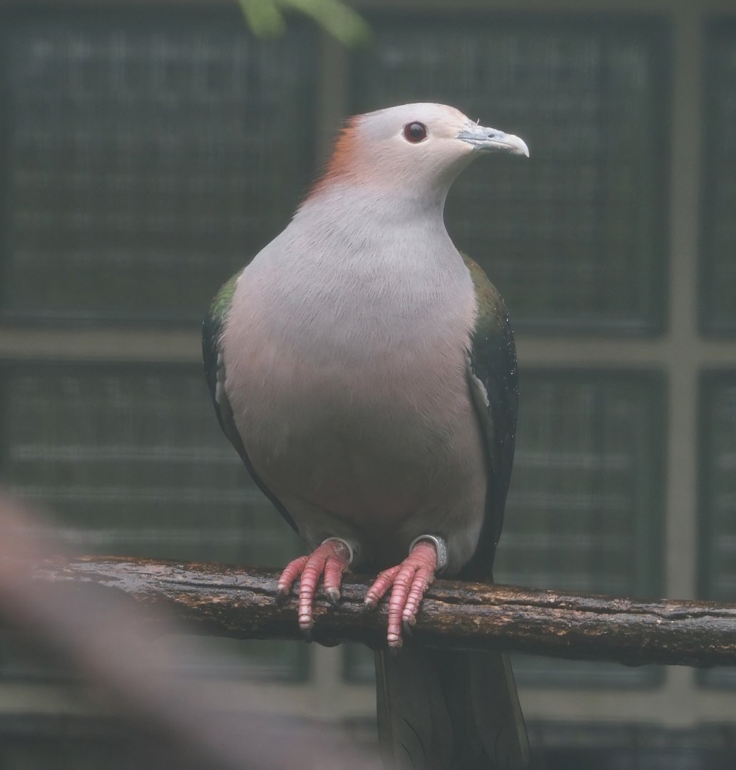 Chestnut-naped imperial pigeon (Ducula aenea paulina), 2024-05-22