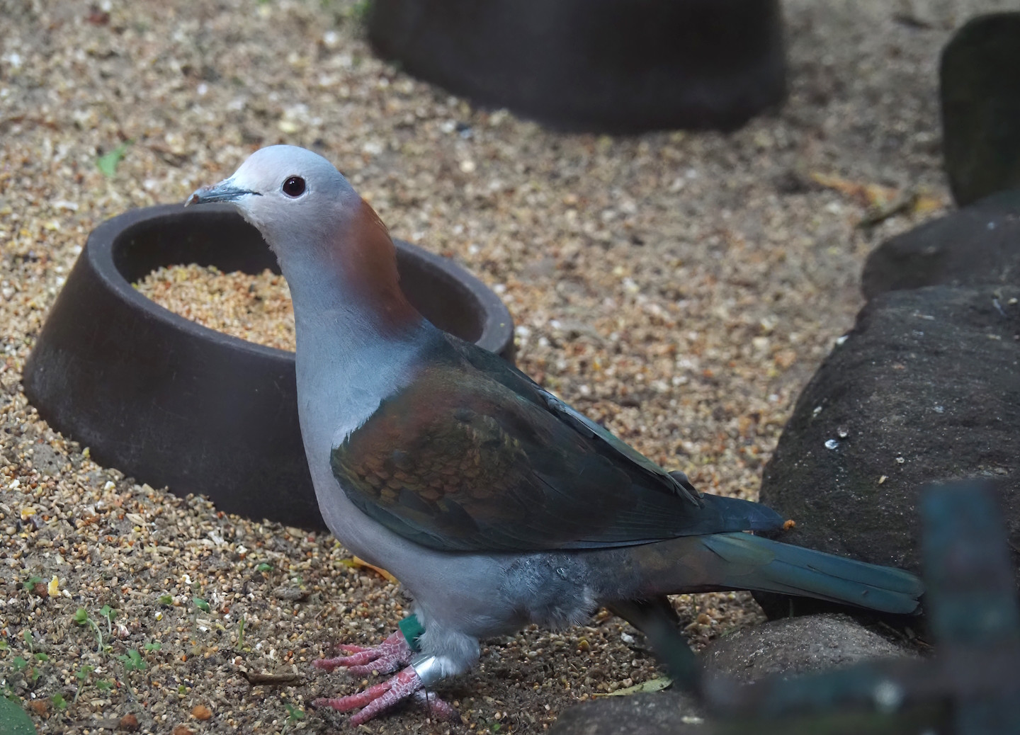 Chestnut-naped imperial pigeon (Ducula aenea paulina), 2024-05-22
