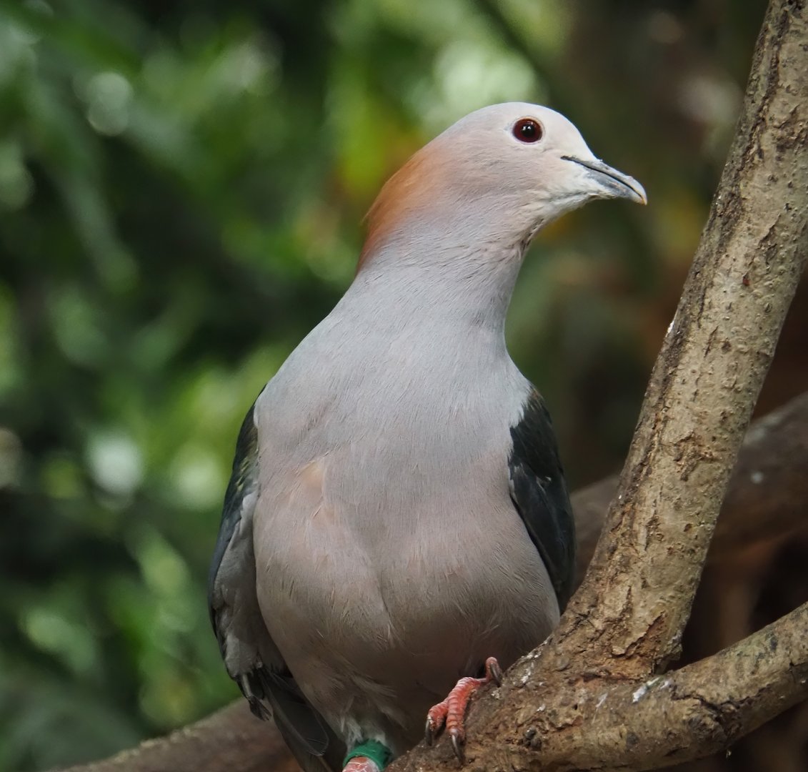 Chestnut-naped imperial pigeon (Ducula aenea paulina), 2024-05-22