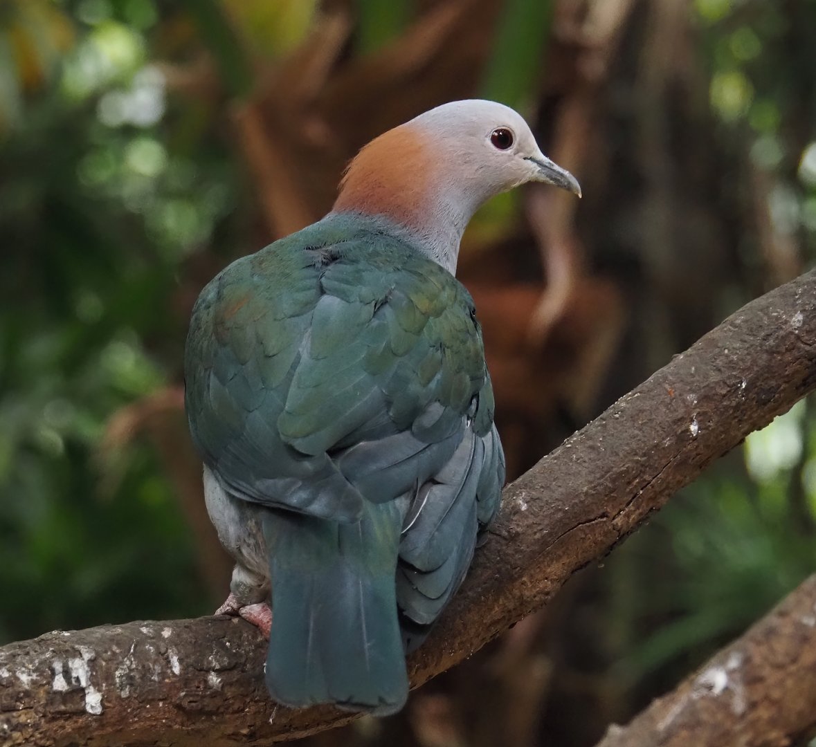 Chestnut-naped imperial pigeon (Ducula aenea paulina), 2024-05-22