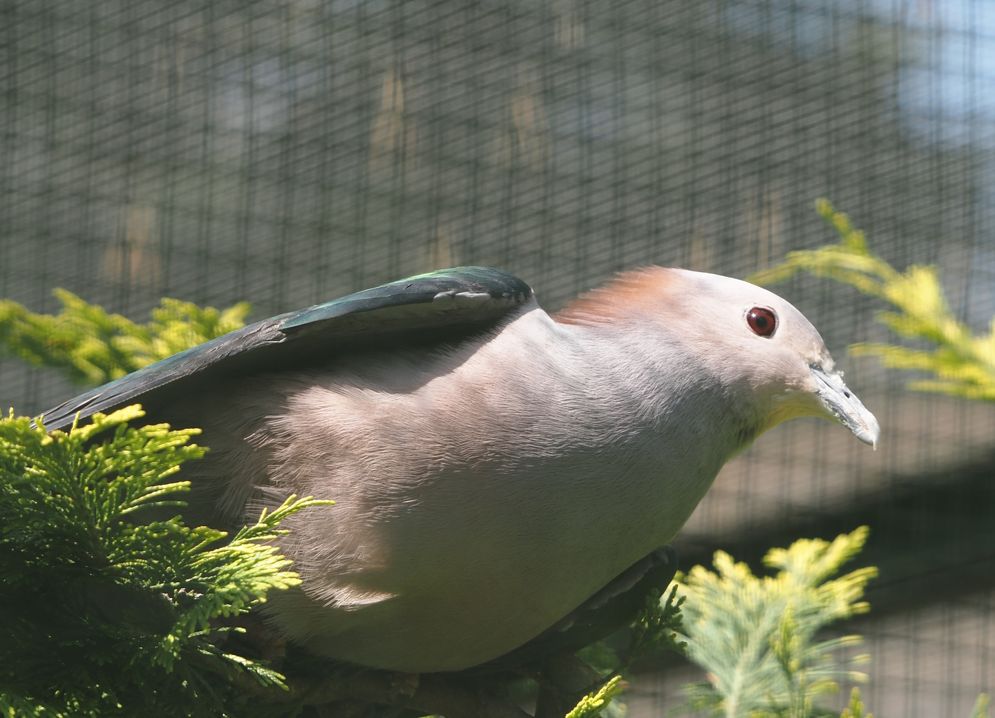 Chestnut-naped imperial pigeon (Ducula aenea paulina), 2024-05-23