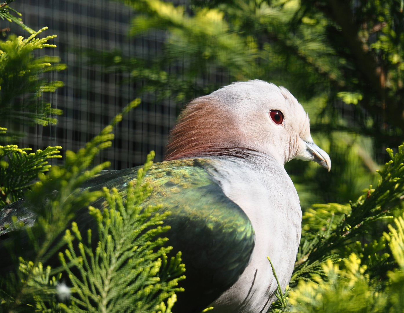 Chestnut-naped imperial pigeon (Ducula aenea paulina), 2024-05-23