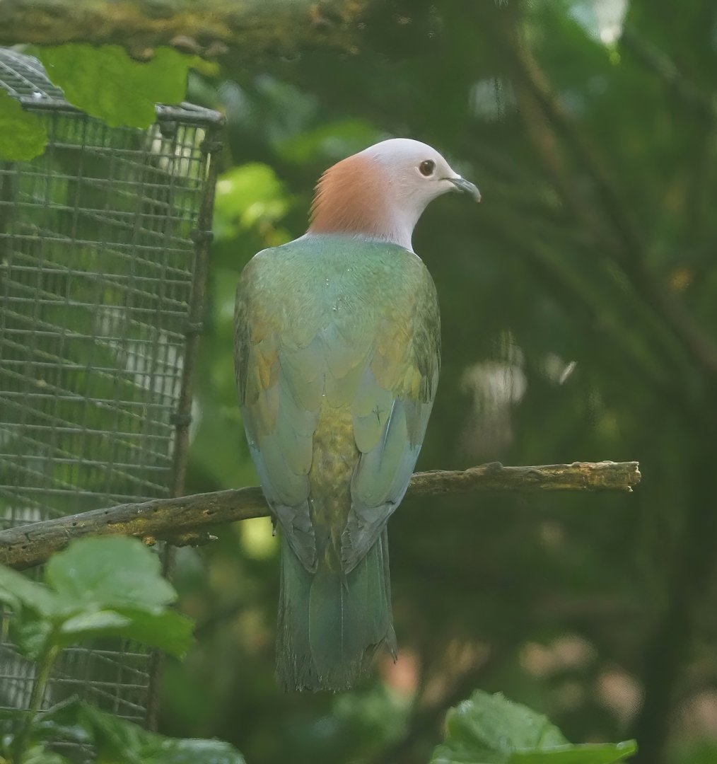 Chestnut-naped imperial pigeon (Ducula aenea paulina), 2025-05-17