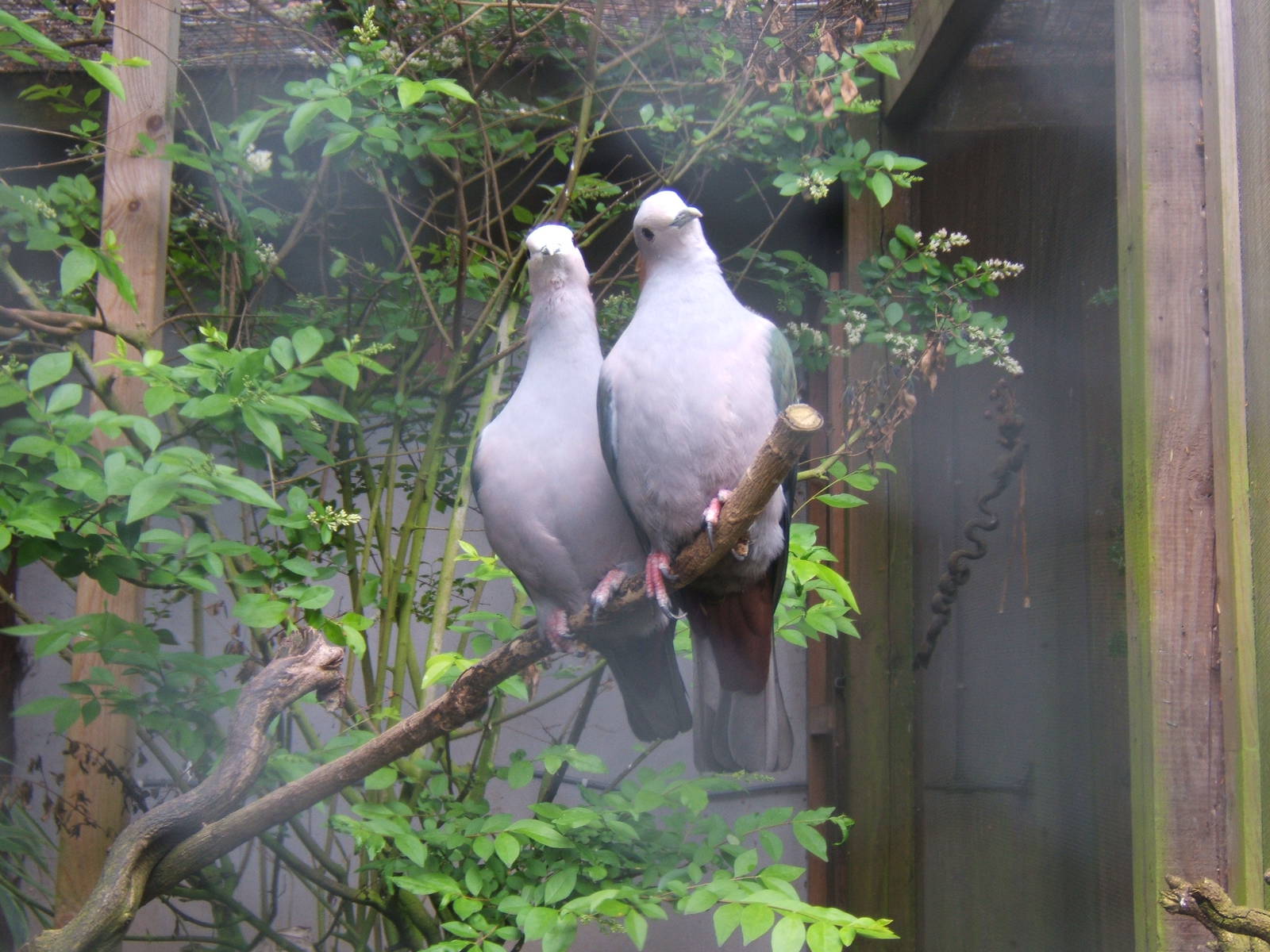 Chestnut-naped Imperial Pigeon (Ducula aenea paulina)