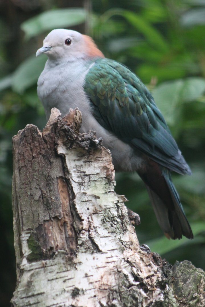 Chestnut-naped Imperial-Pigeon (Ducula aenea paulina)