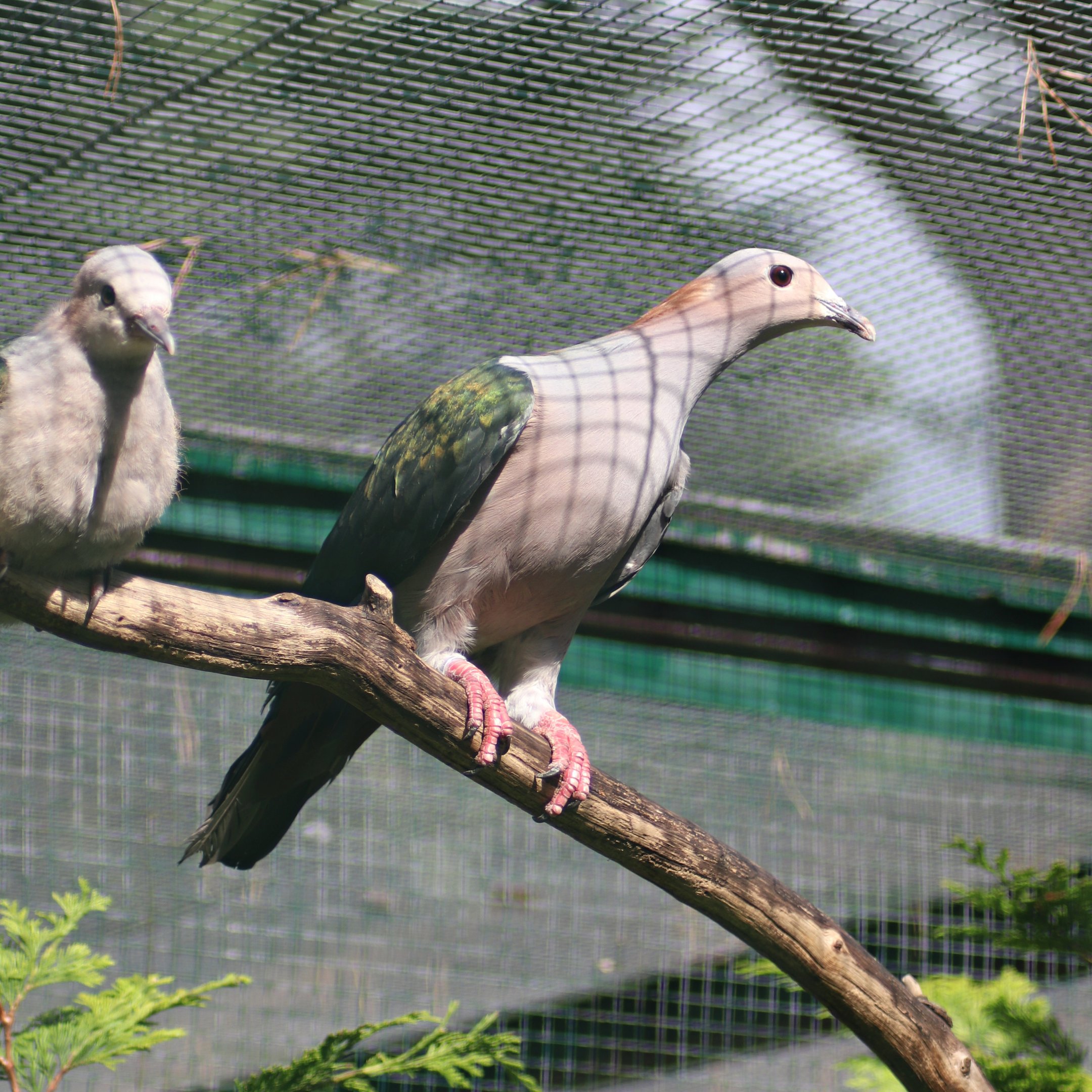Chestnut-naped imperial pigeon (Ducula aenea paulina)
