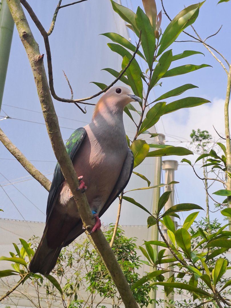 Chestnut-naped Imperial Pigeon (Ducula aenea paulina)