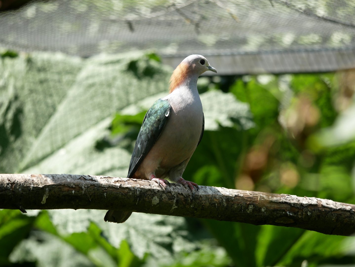 Chestnut-naped imperial pigeon (Ducula aenea paulina)