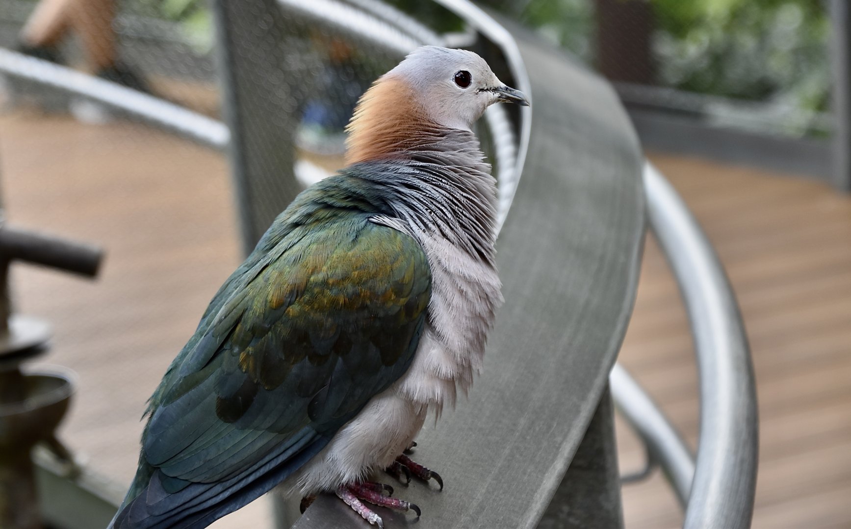 Chestnut-Naped Imperial-Pigeon (Ducula aenea paulina)