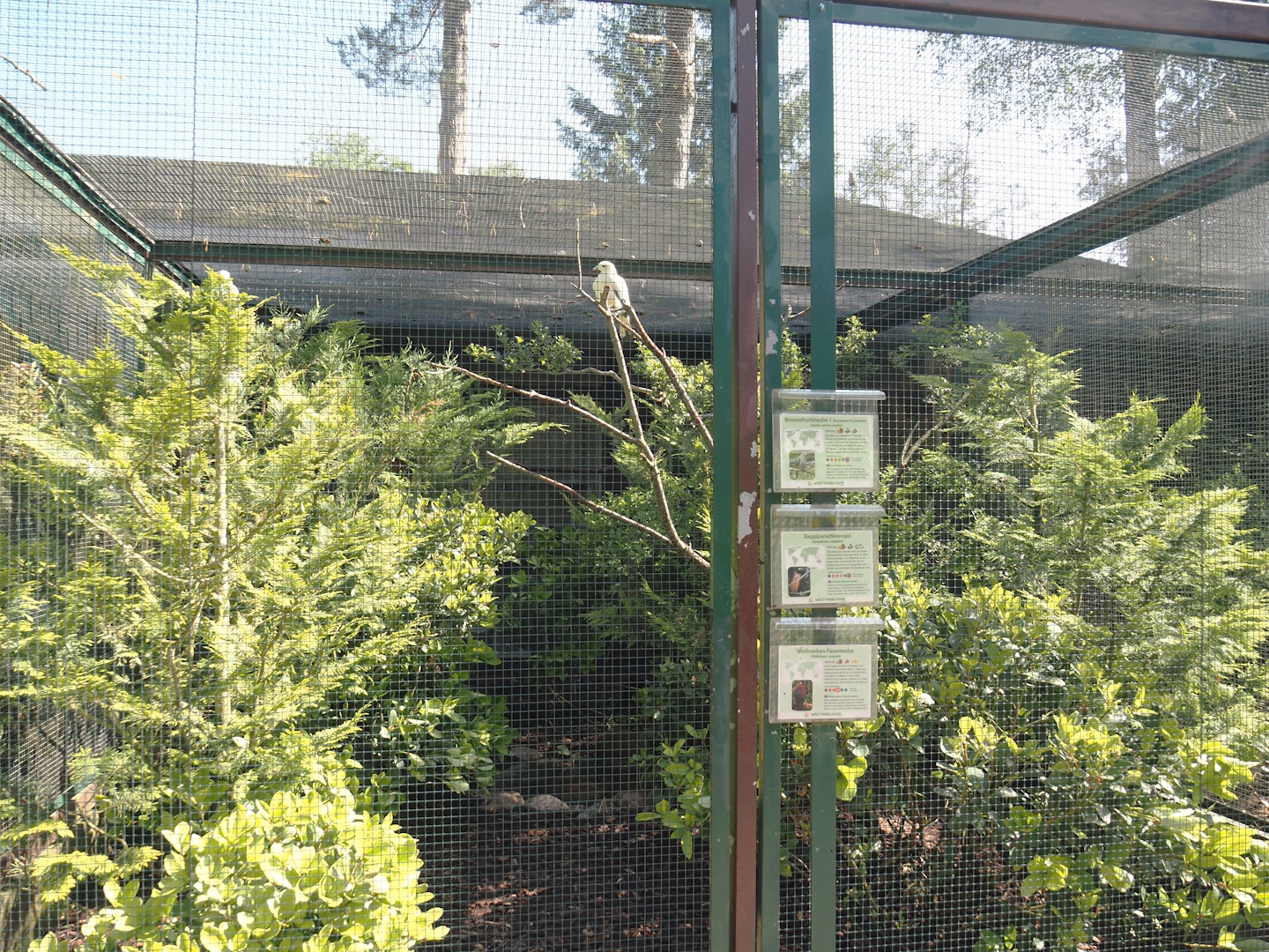 Chestnut-naped imperial pigeon, Silver-tipped imperial pigeon, Raggiana bird-of-paradise and White-naped pheasant-pigeon aviary, 2024-05-23