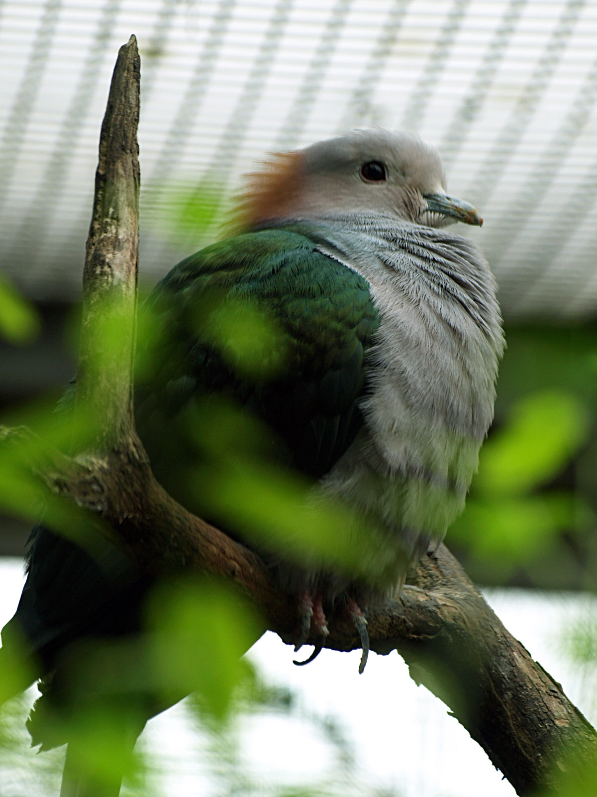 Chestnut-naped Imperial pigeon