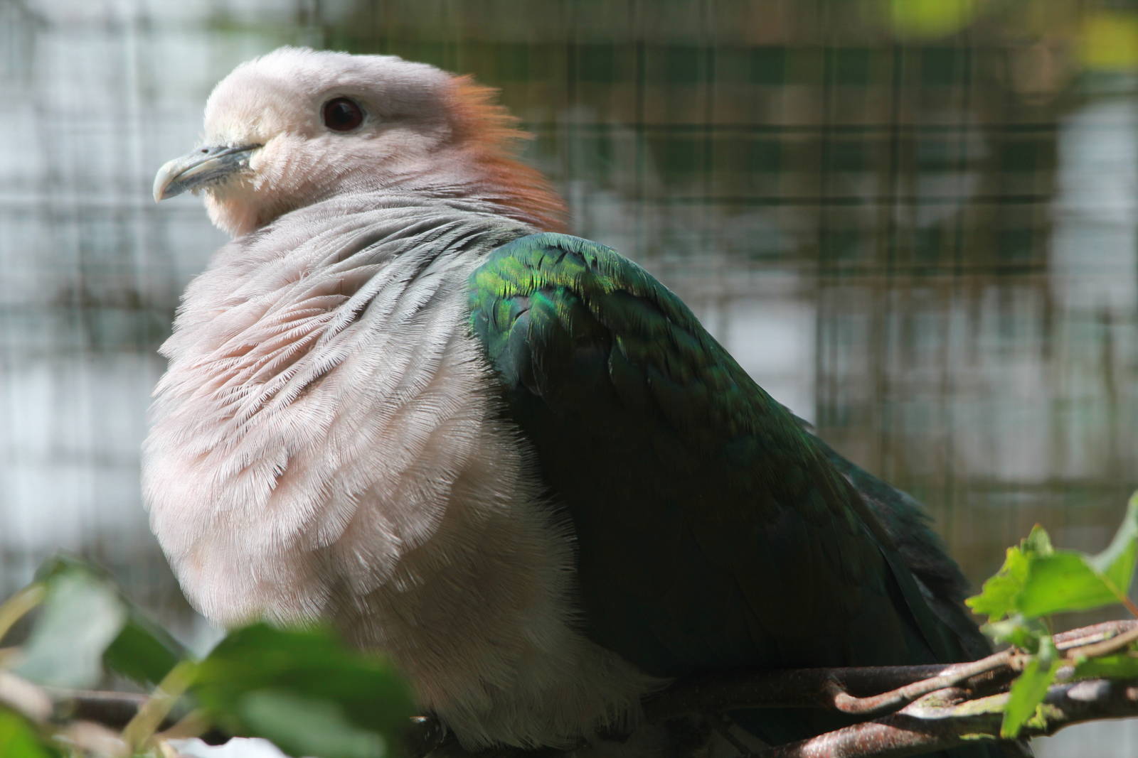 Chestnut-naped Imperial Pigeon