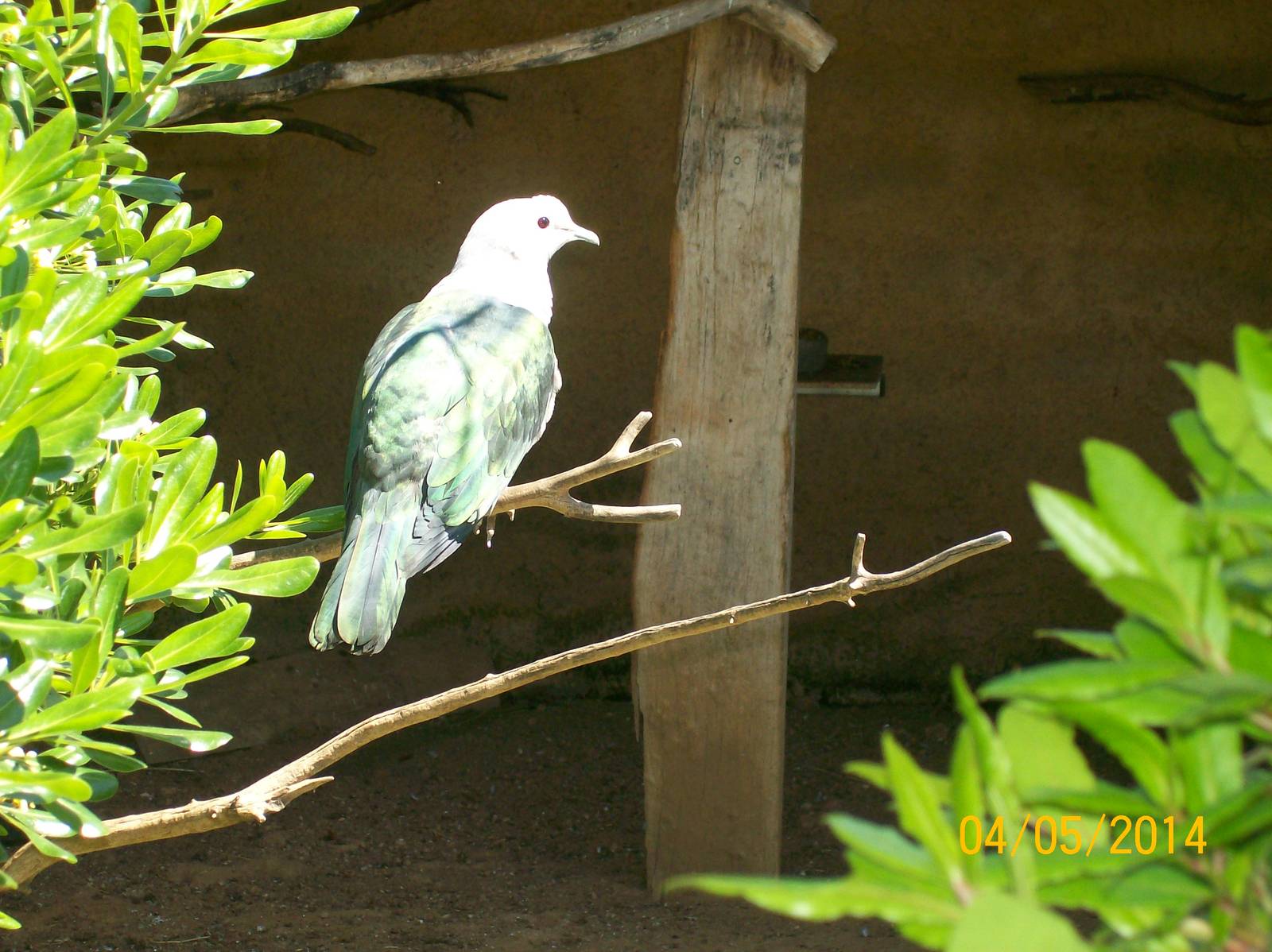 Chestnut-naped imperial pigeon