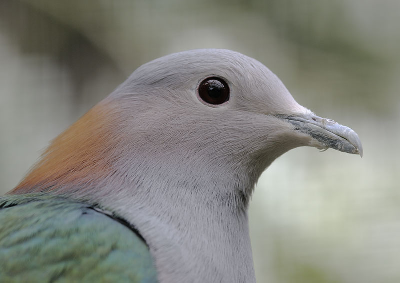 Chestnut-naped imperial pigeon