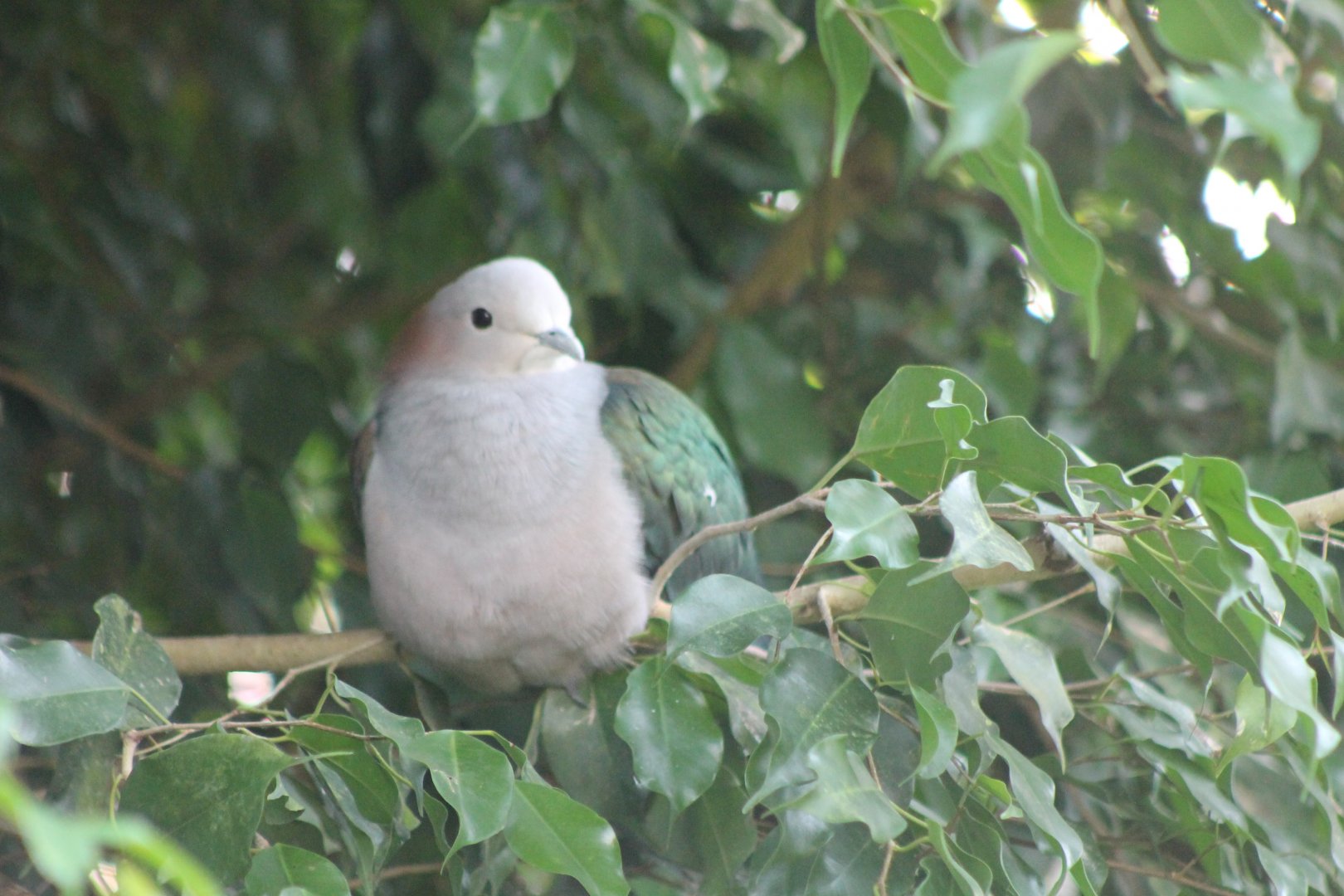 Chestnut-naped imperial pigeon