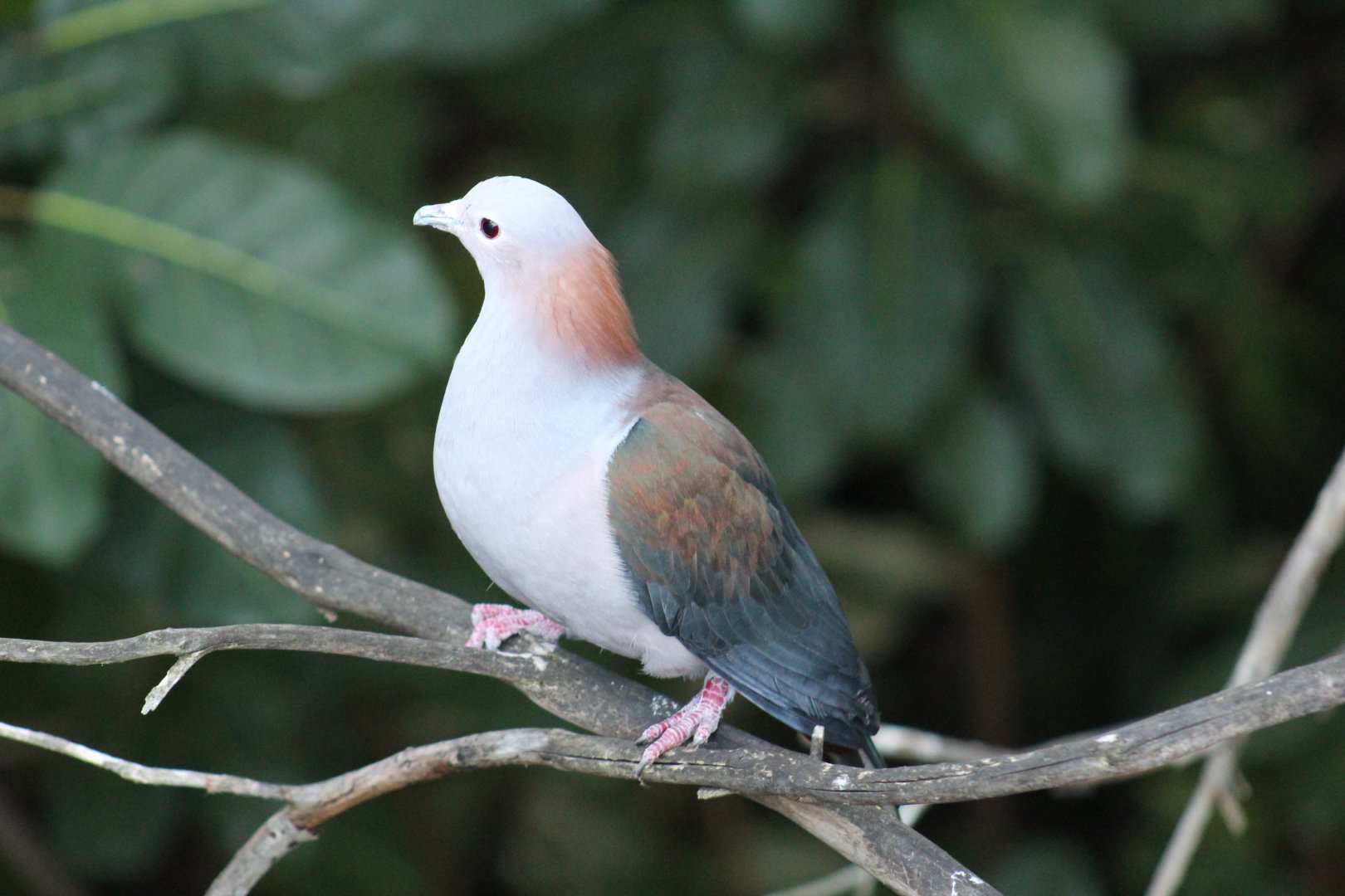 Chestnut-Naped Imperial-Pigeon