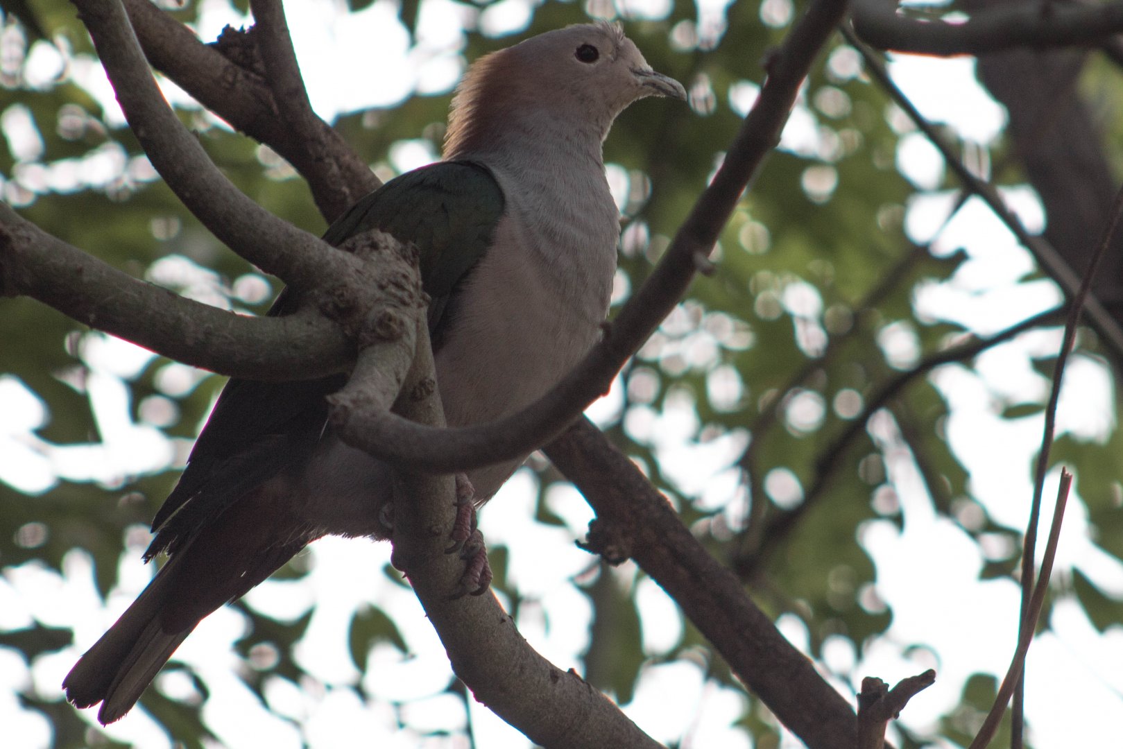 Chestnut-naped imperial-pigeon