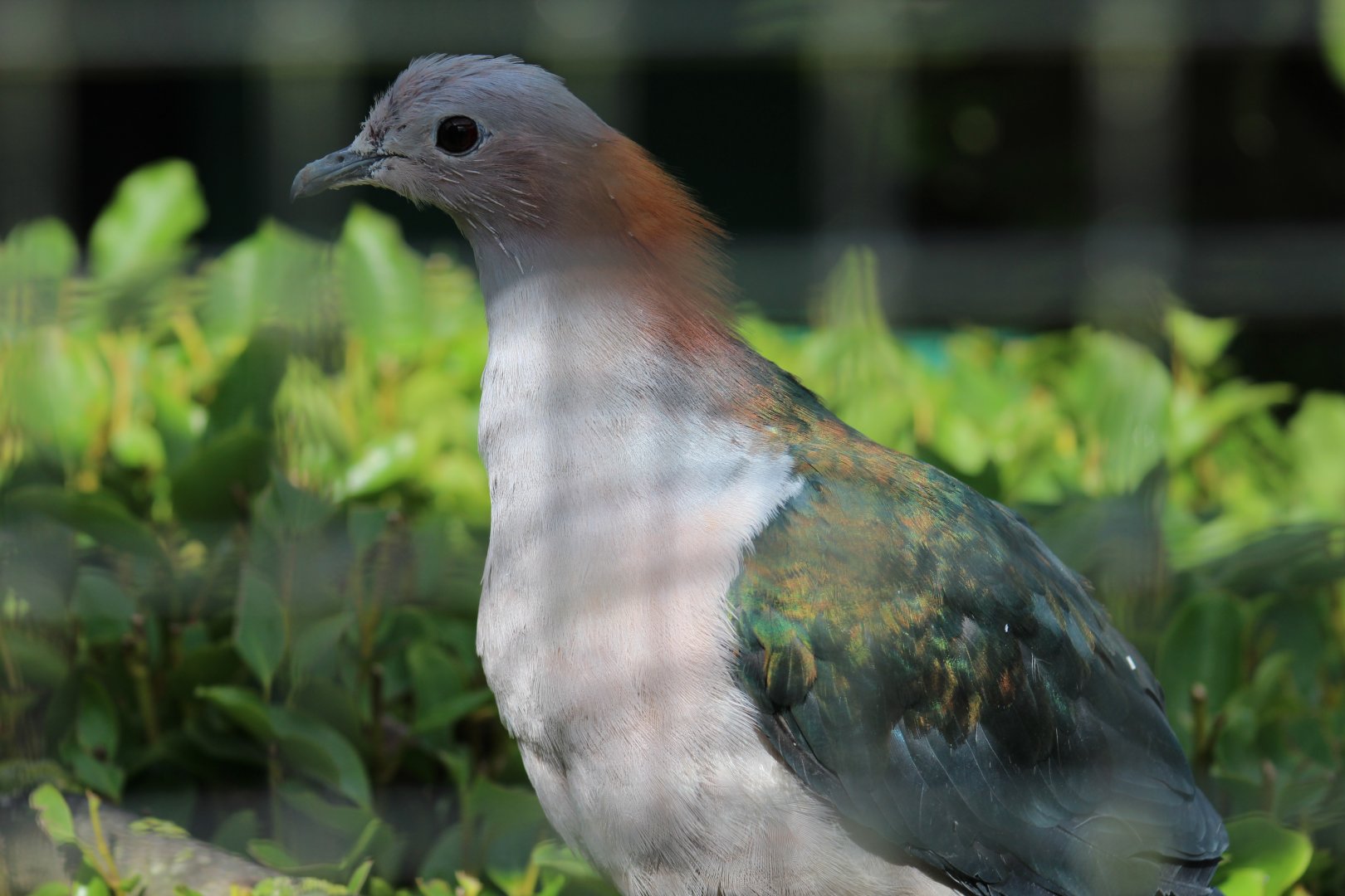 Chestnut-Naped Imperial-Pigeon