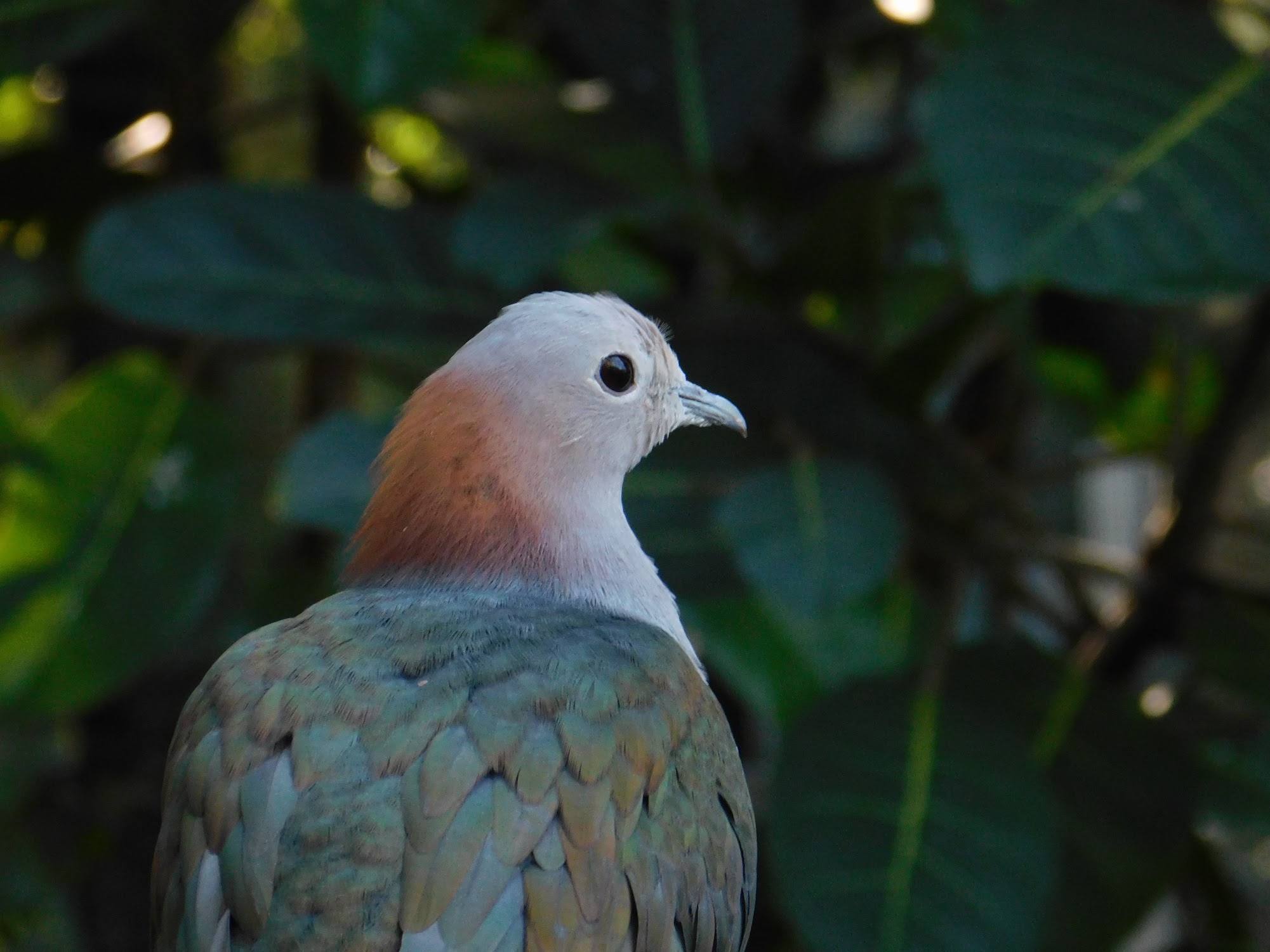 Chestnut Naped Imperial Pigeon